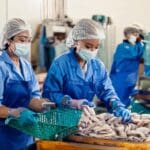 Firefly Female workers are cleaning squid in the factory. 87779-Putino-Food