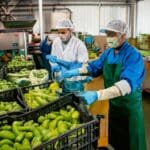 Firefly Workers are processing vegetables and fruits in the factory. 8416-Putino-Food
