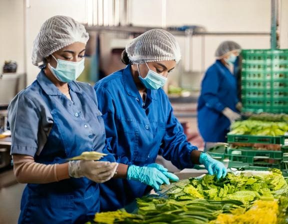 Firefly female workers are cutting vegetables in the factory 87779-Putino-Food