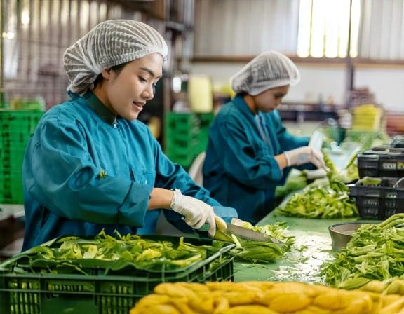 Firefly female workers are cutting vegetables in the factory 9550-Putino-Food
