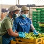 Firefly female workers are packing vegetables into boxes 87779-Putino-Food