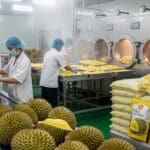 Gia công thực phẩm từ durian freeze-dried - Sầu riêng sấy đông lạnh