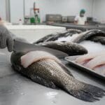 Hình ảnh gia công fillet cá lóc