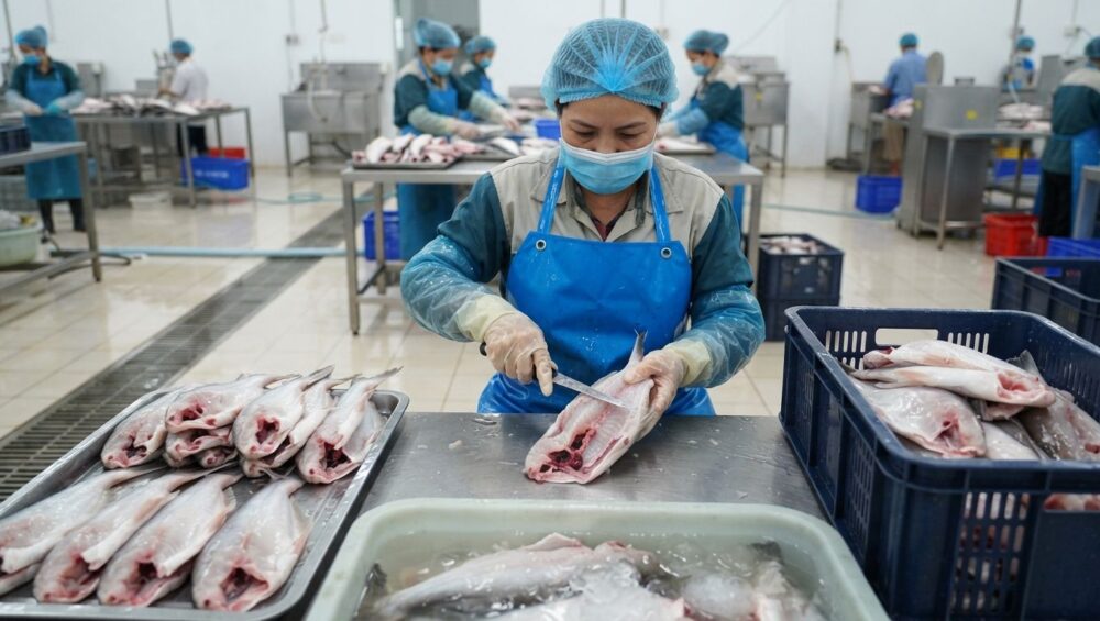 Gia công mổ ruột cá Basa: Làm sạch mỡ bụng, cắt khúc 1-Putino-Food Hình ảnh gia công mổ ruột cá basa
